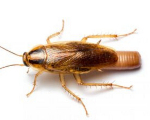 kaloriferböceği ilaçları cockroach control haşere market
